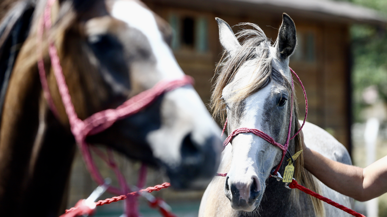 تركيا تجني الأرباح من تجارة الخيول العربية الأصيلة (فيديو)