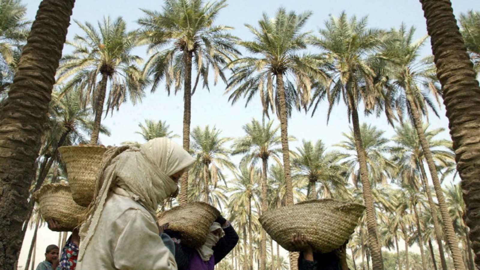 مع التغير المناخي في العراق.. نخيل الجنوب الحار يثمر في الشمال البارد ‎