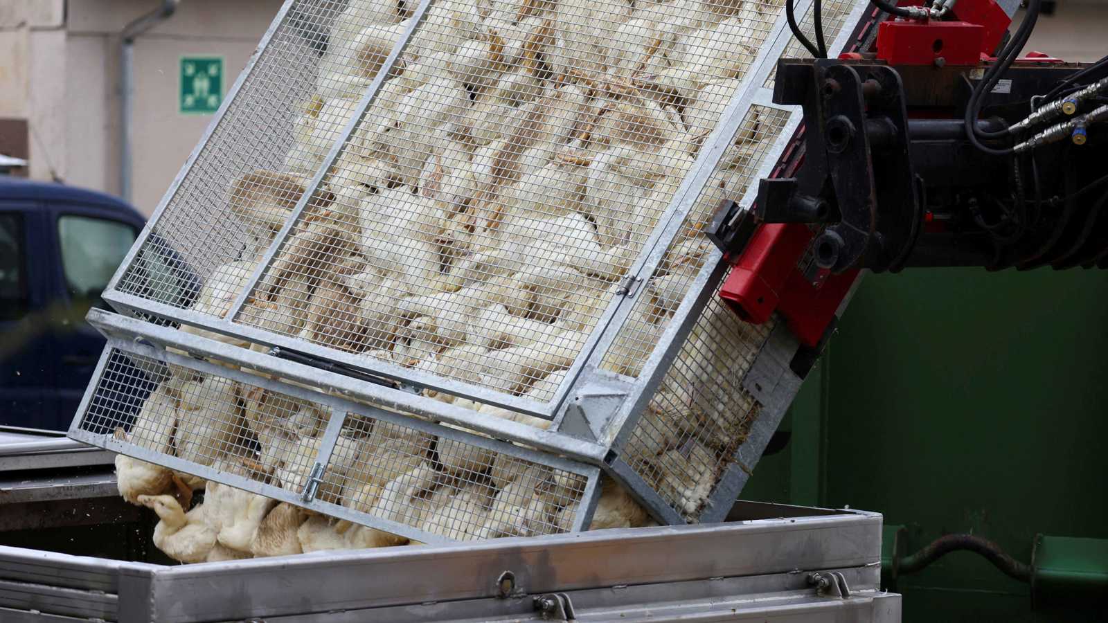 أول حالة وفاة بسبب سلالة نادرة من إنفلونزا الطيور في أمريكا