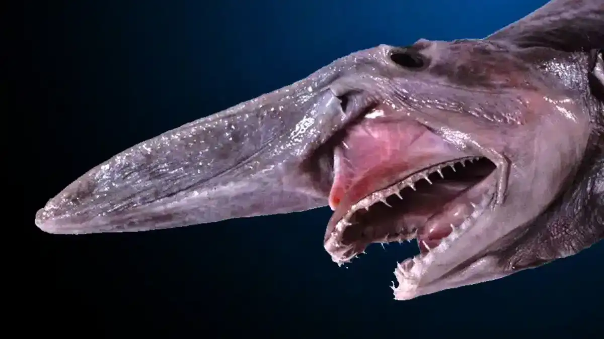 قرش العفريت.. المفترس الغامض في أعماق البحار (فيديو)