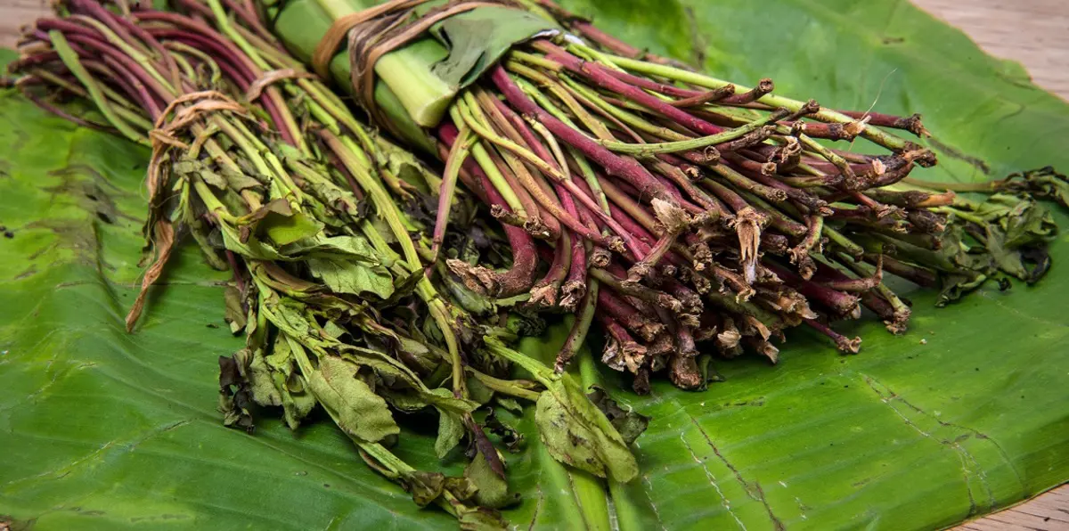 بسبب نبتة "قات".. يمني يقتل والده و5 من أفراد عائلته (فيديوغراف)