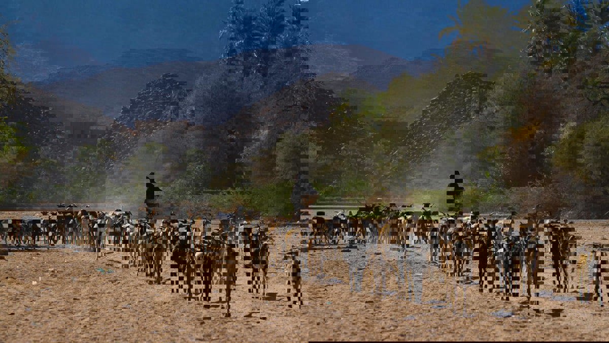 حمى "الوادي المتصدع" في موريتانيا تقتل 3 أشخاص