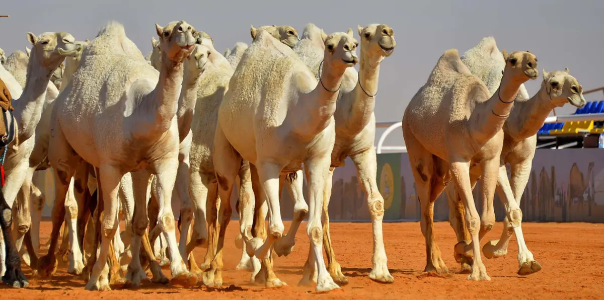 الإبل غير المسجلة تجلب لملاكها عقوبات كثيرة في السعودية.. تعرف عليها‎