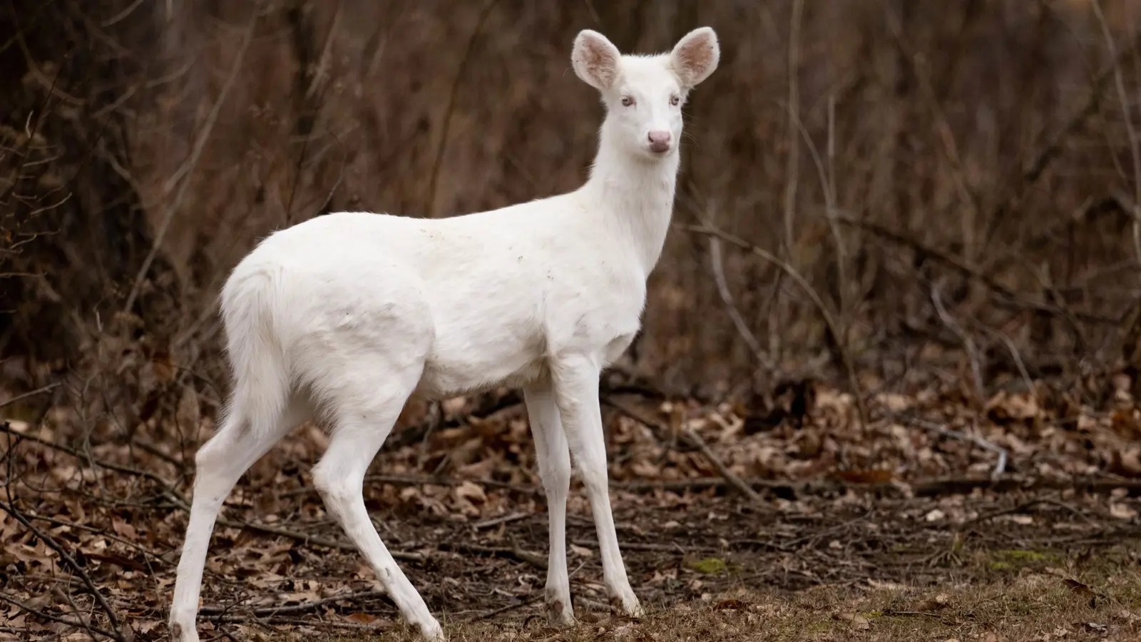 حيوان "نادر" وسط الثلوج يذهل رواد التواصل الاجتماعي (فيديو)