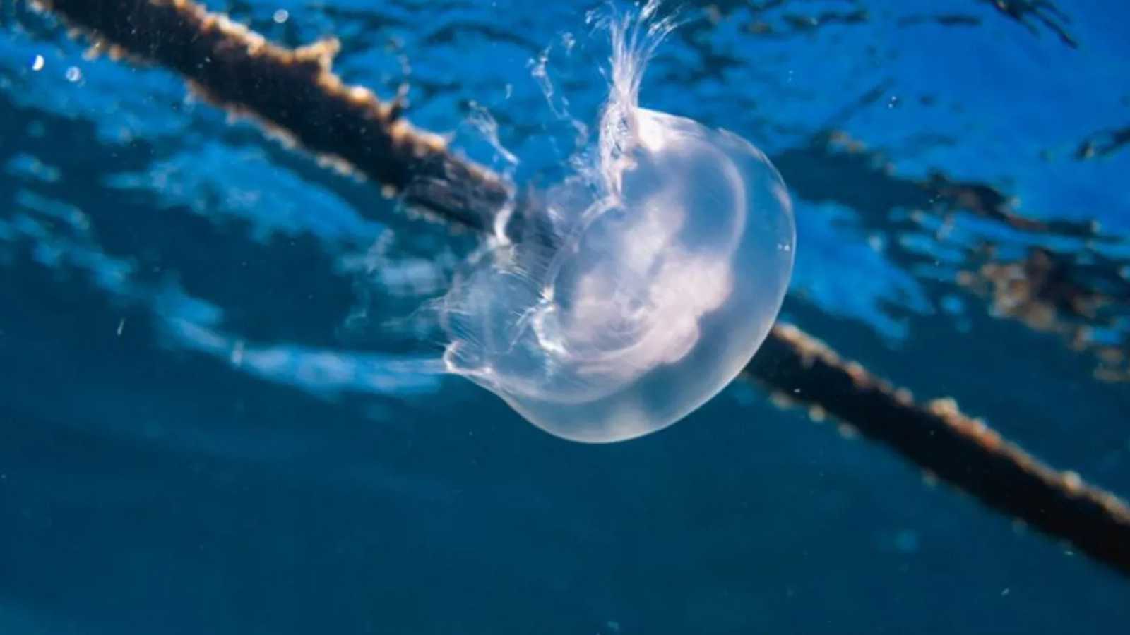 أزمة بيئية أم إنذار.. "قناديل البحر" توقف 4 مفاعلات نووية في فرنسا