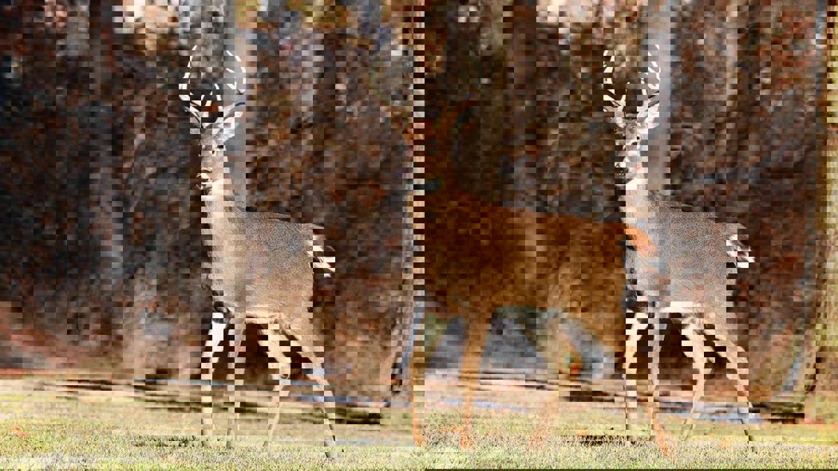 اكتشاف "أوميكرون" بين غزلان نيويورك يثير القلق من ظهور متحورات جديدة