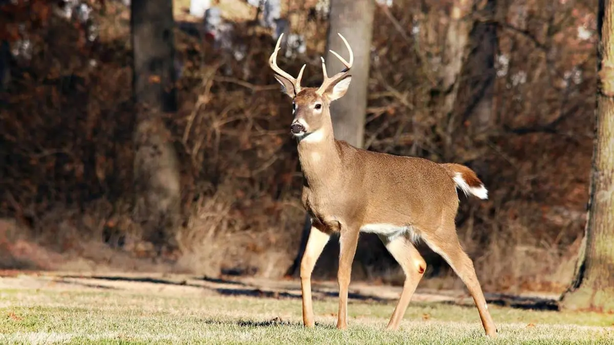 اكتشاف "أوميكرون" بين غزلان نيويورك يثير القلق من ظهور متحورات جديدة