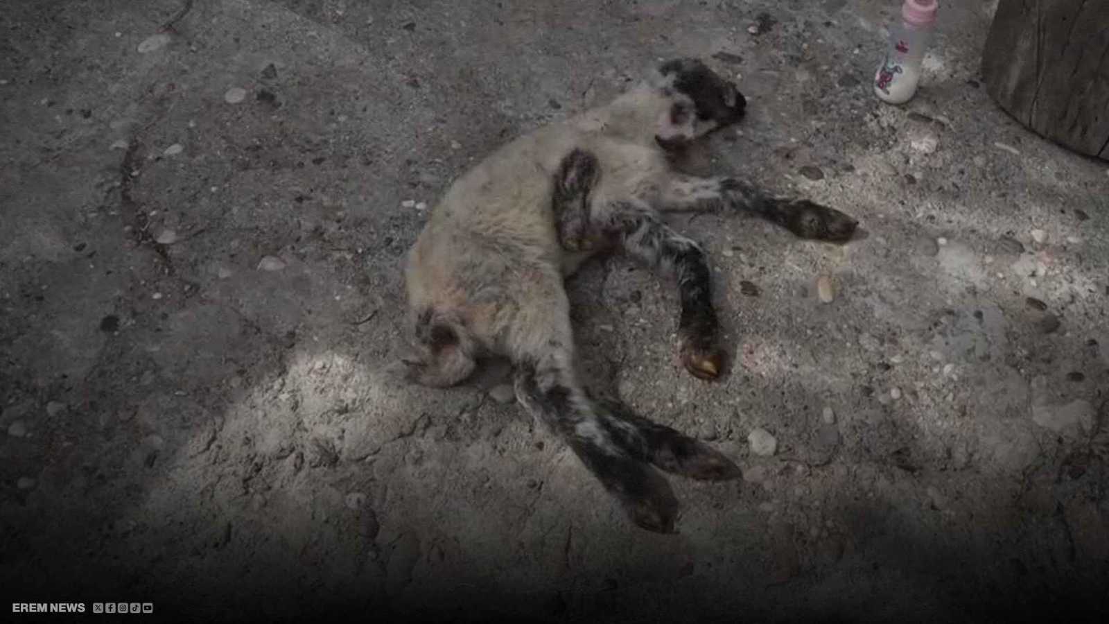 ظاهرة نادرة.. نعجة تلد حملاً بـ5 أرجل (فيديو إرم)