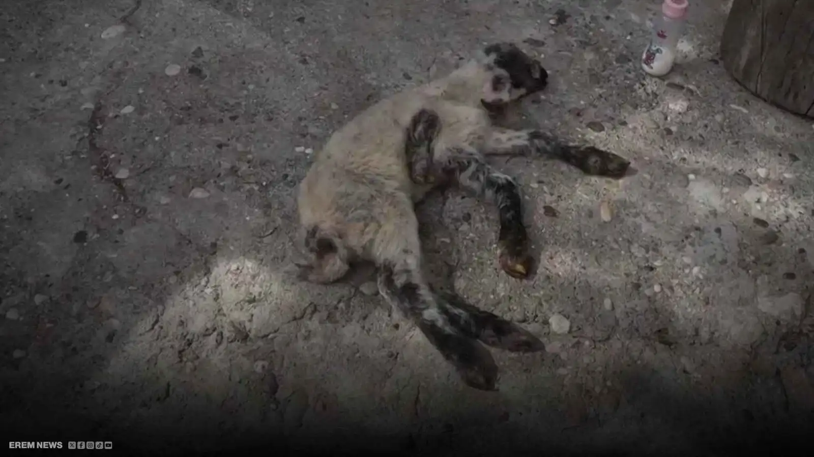 ظاهرة نادرة.. نعجة تلد حملاً بـ5 أرجل (فيديو إرم)