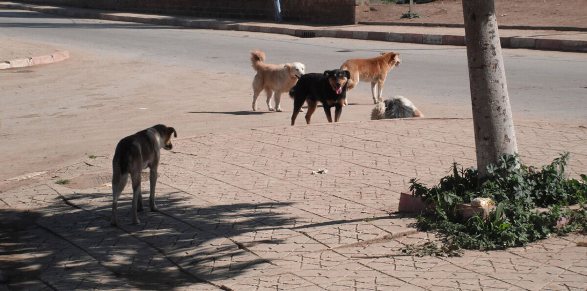 هذه الحادثة تتسبب بمعاقبة 3 من قياديي بلدية القصيم بالسعودية