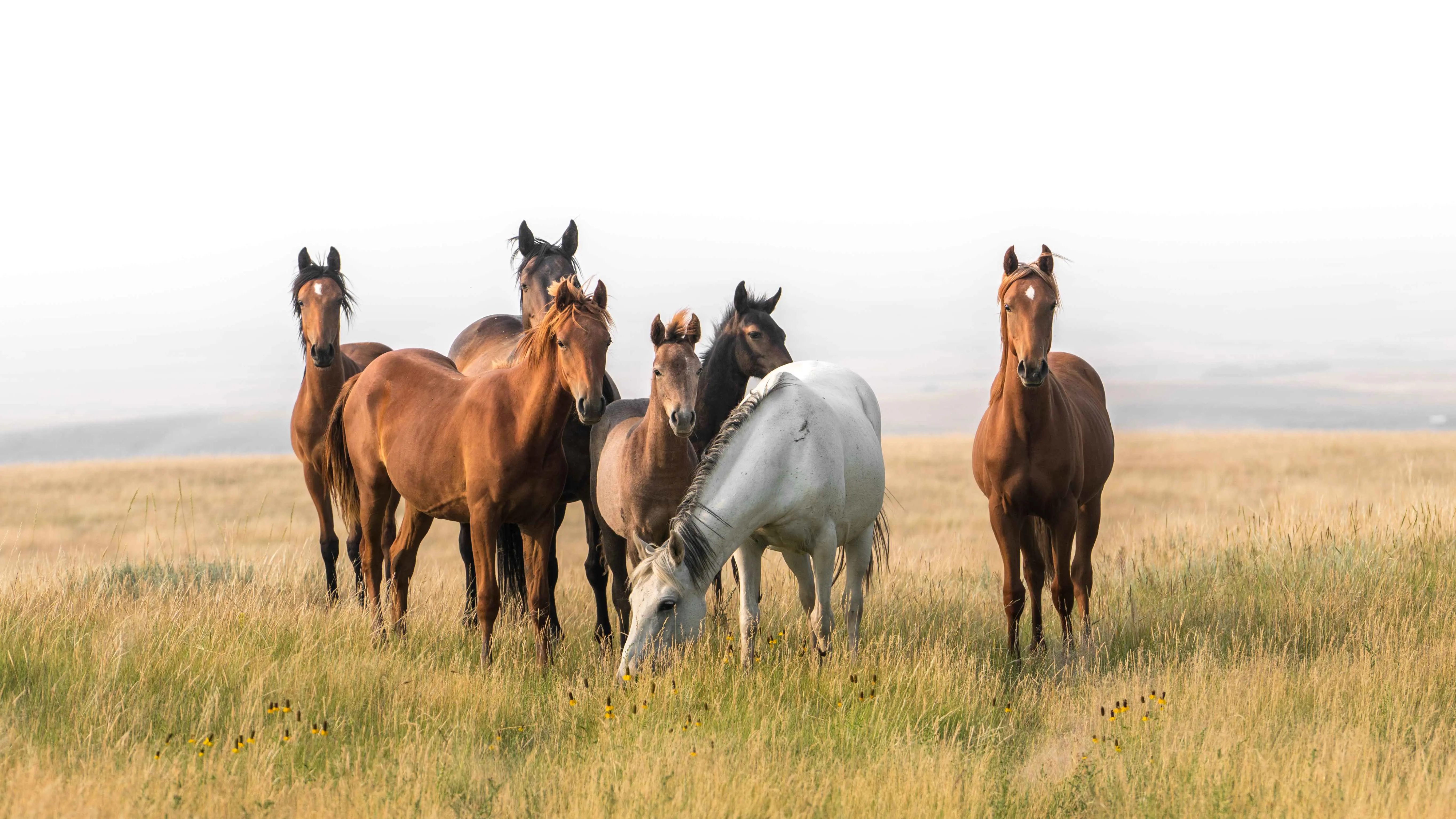 "تفهم مشاعر البشر".. دراسة تفجر مفاجأة حول الخيول (فيديو إرم)