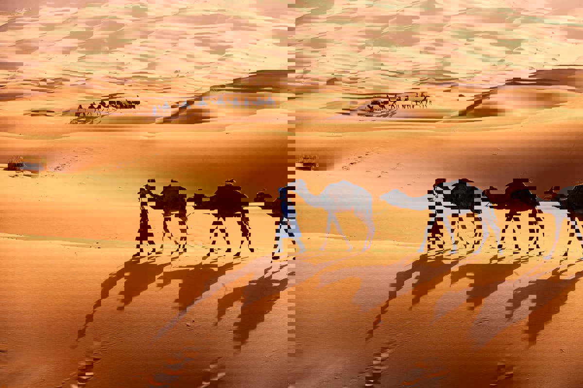 مناظر مهيبة لقطعان إبل تعبر الصحاري الغارقة بالأمطار في السعودية (فيديو)‎