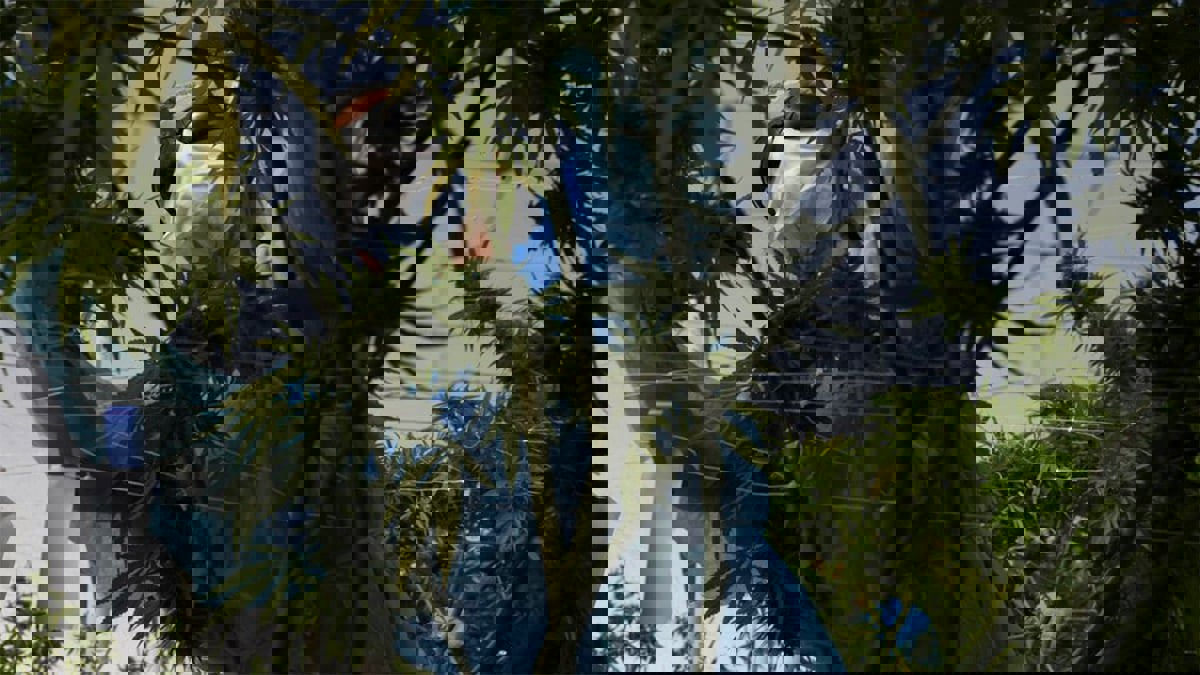 رئيس أوروغواي يعترف بخطأ قرار تشريع الماريغوانا