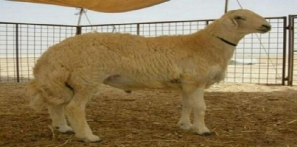 السعودية.. الجدل يعود مجددا حول شراء خروف بمليون ريال