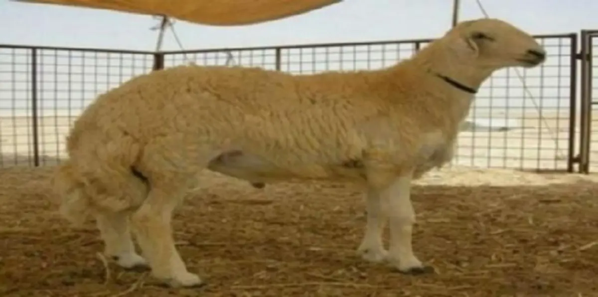 السعودية.. الجدل يعود مجددا حول شراء خروف بمليون ريال