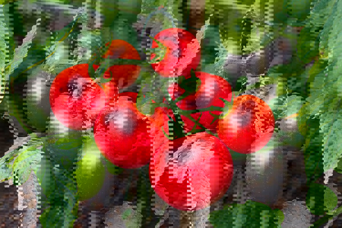 خبراء تغذية يوضحون الفرق بين الطماطم العضوية وغير العضوية