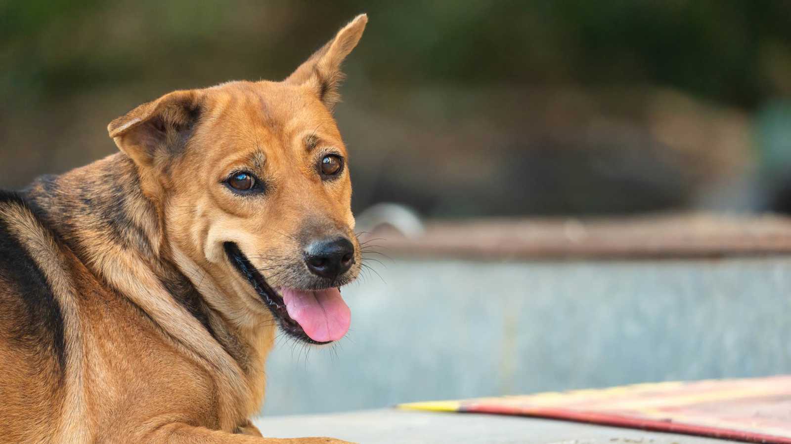 الكلاب الزرقاء في أوكرانيا.. حقيقة أم خدعة بصرية؟ (فيديو)