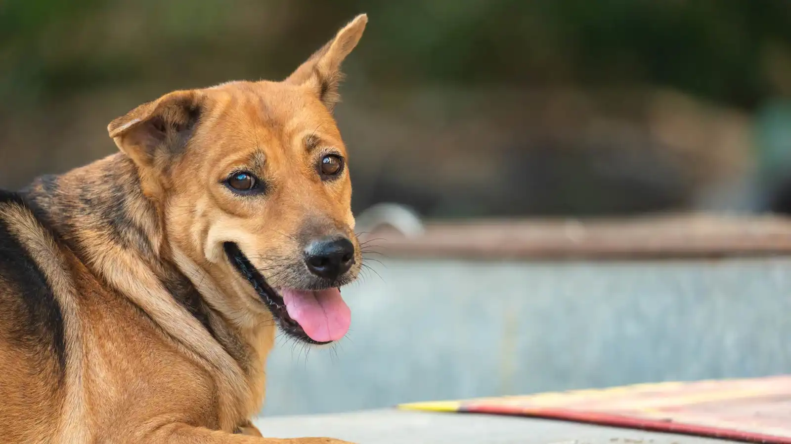 الكلاب الزرقاء في أوكرانيا.. حقيقة أم خدعة بصرية؟ (فيديو)