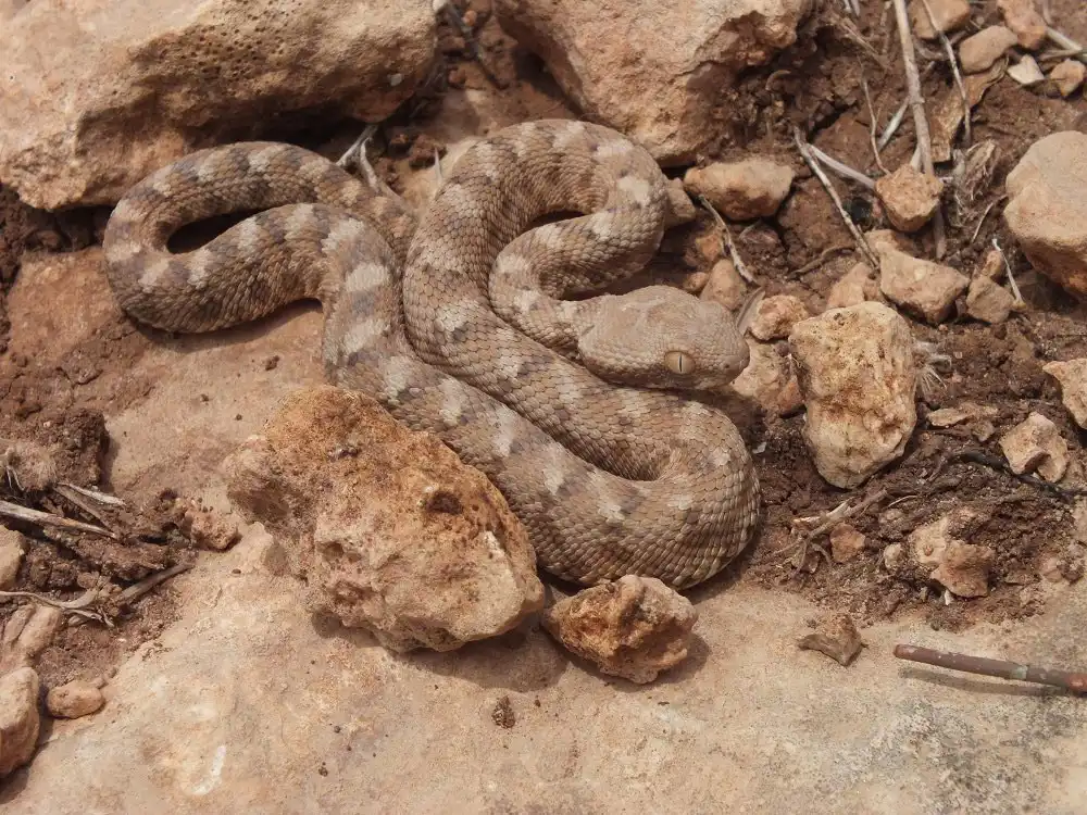 أفعى السجاد