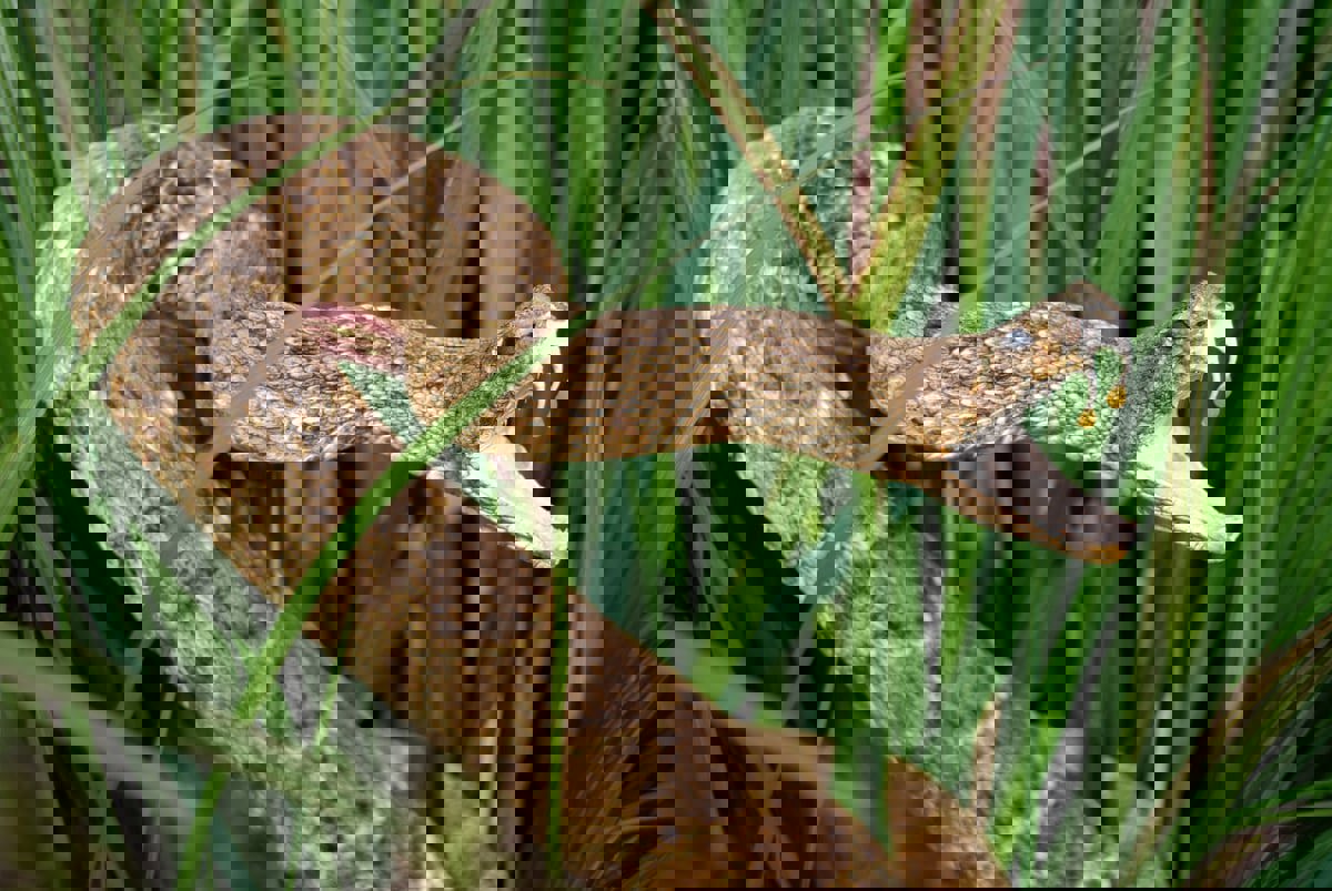 دواء عالمي مضاد لسموم جميع الأفاعي يبصر النور قريبًا