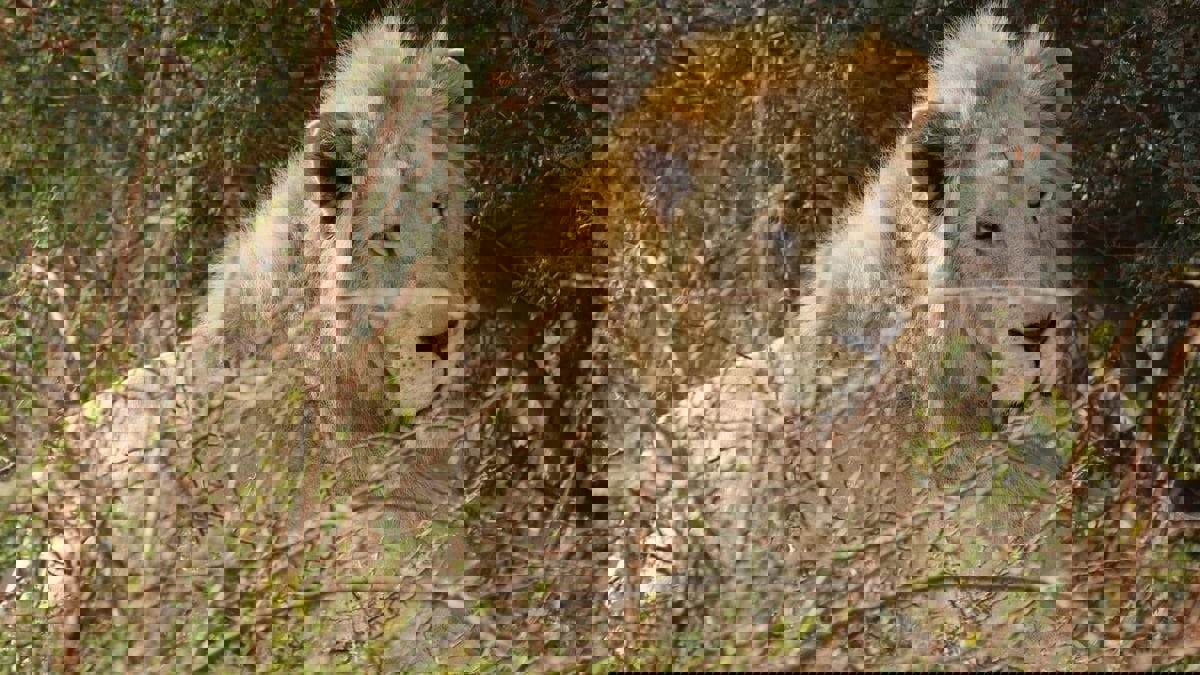 القبض على سعودي لحيازته 3 أسود مهددة بالانقراض