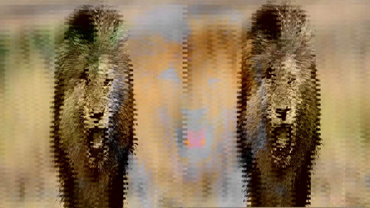 أسد يقتل رجلا في حديقة حيوانات في غانا