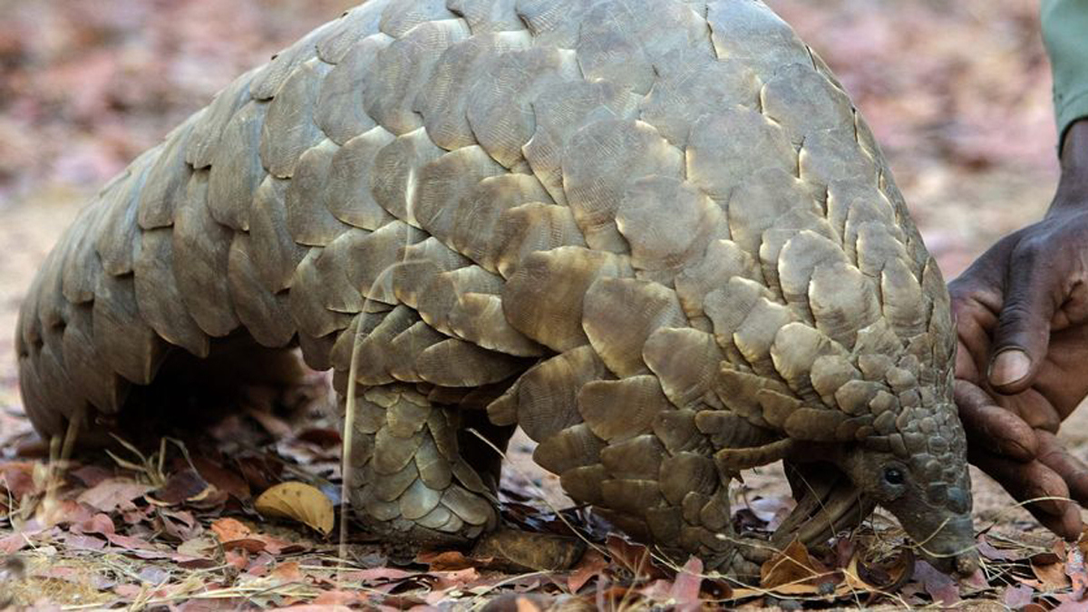 الصين تسحب الحيوان المتهم بنقل كورونا من لائحة الطب التقليدي