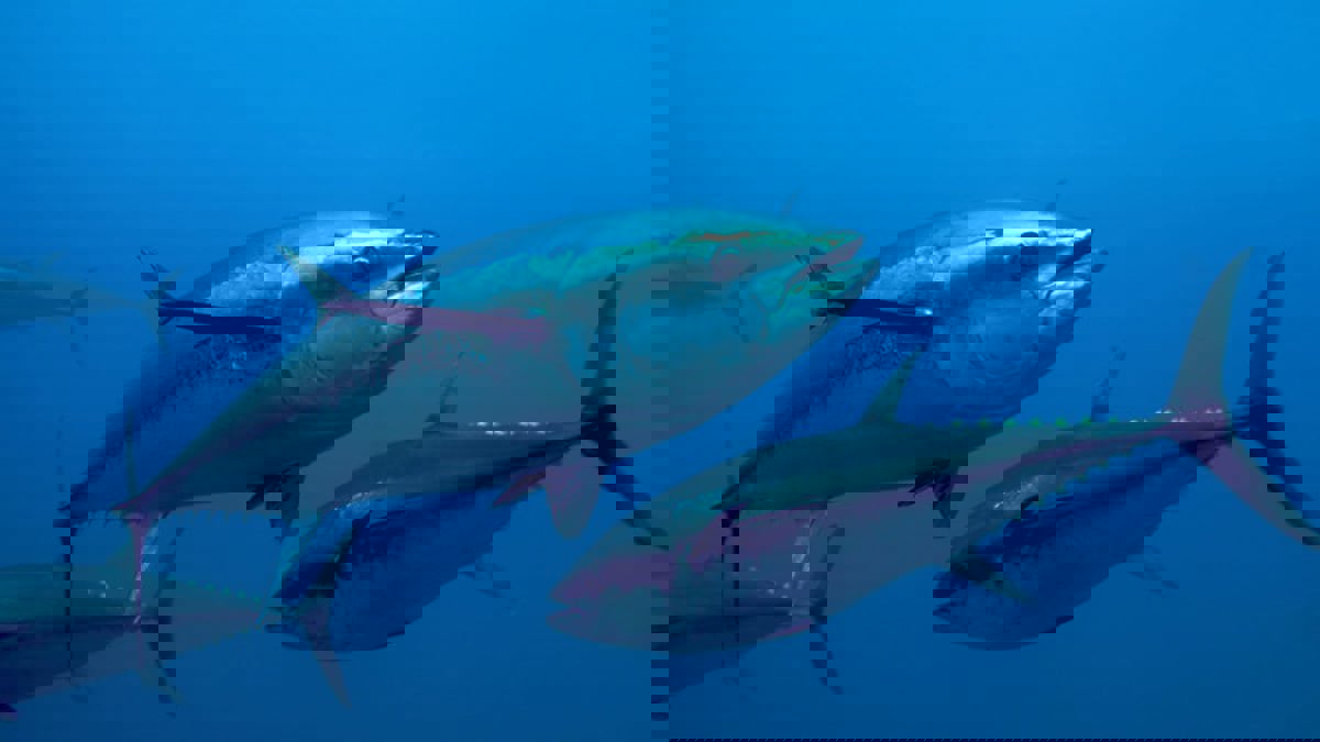 مهددة بالانقراض.. رصد أغلى سمكة في العالم قبالة سواحل بريطانيا