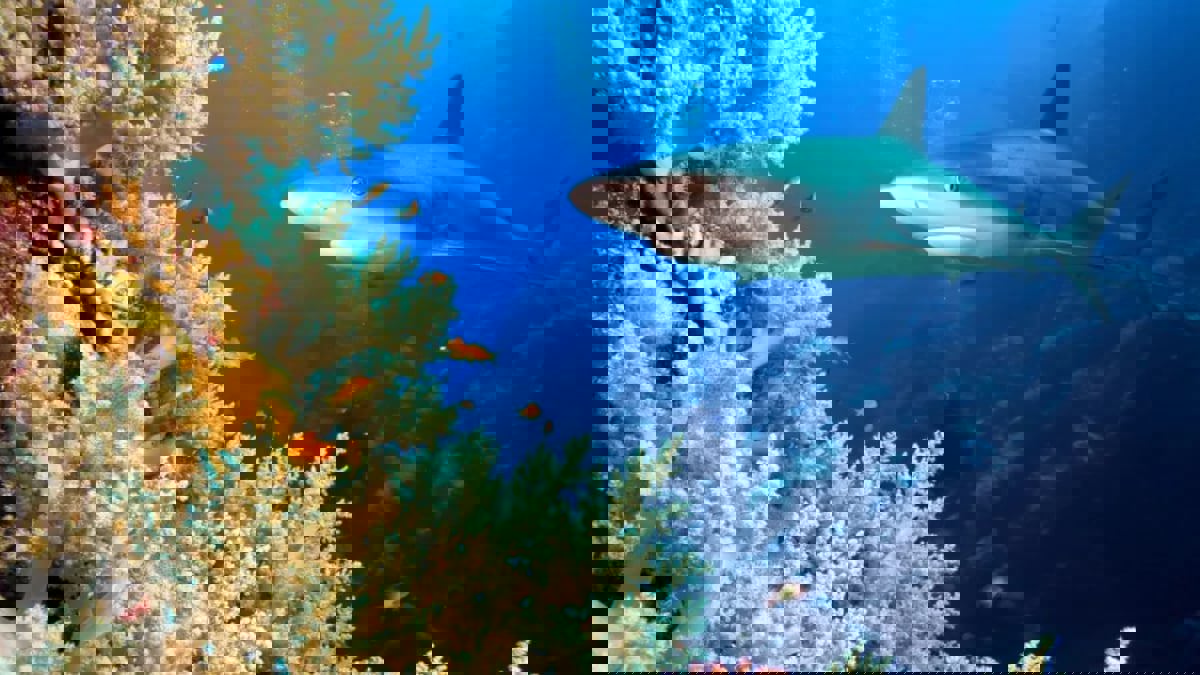 سجن ونصف مليون دولار مخالفة صيد لكائن محظور في السعودية