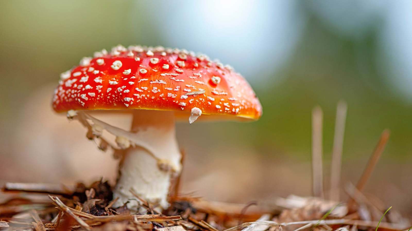 ما مدى فاعلية الفطر السحري في تخفيف الألم؟