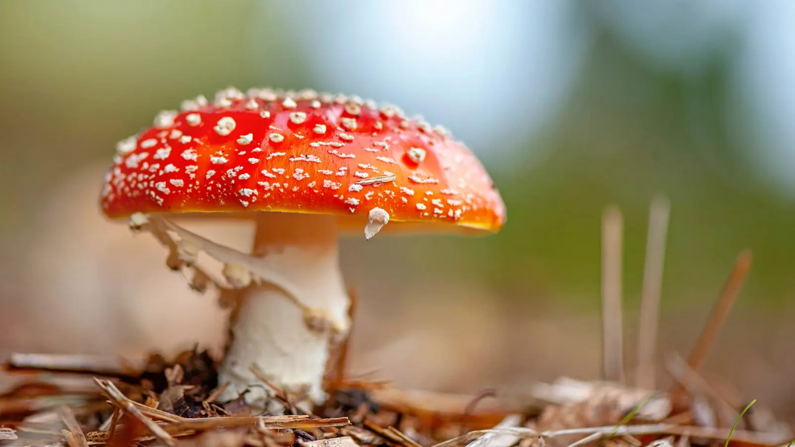 ما مدى فاعلية الفطر السحري في تخفيف الألم؟