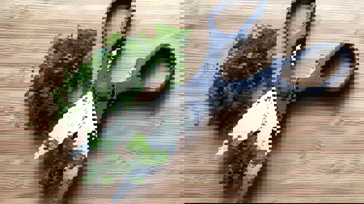 مقص المطبخ.. أداة "منسية" تسرّع إعداد الأطعمة وتنجز مهامًا عدة