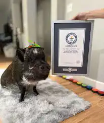 ميرلين مع شهادة غينيس