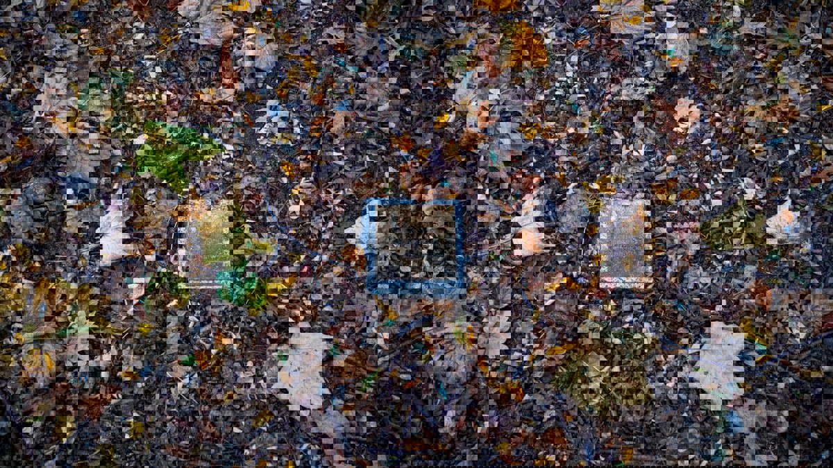 "الغابات المقابر" هل تتفوق على المدافن التقليدية في فرنسا؟