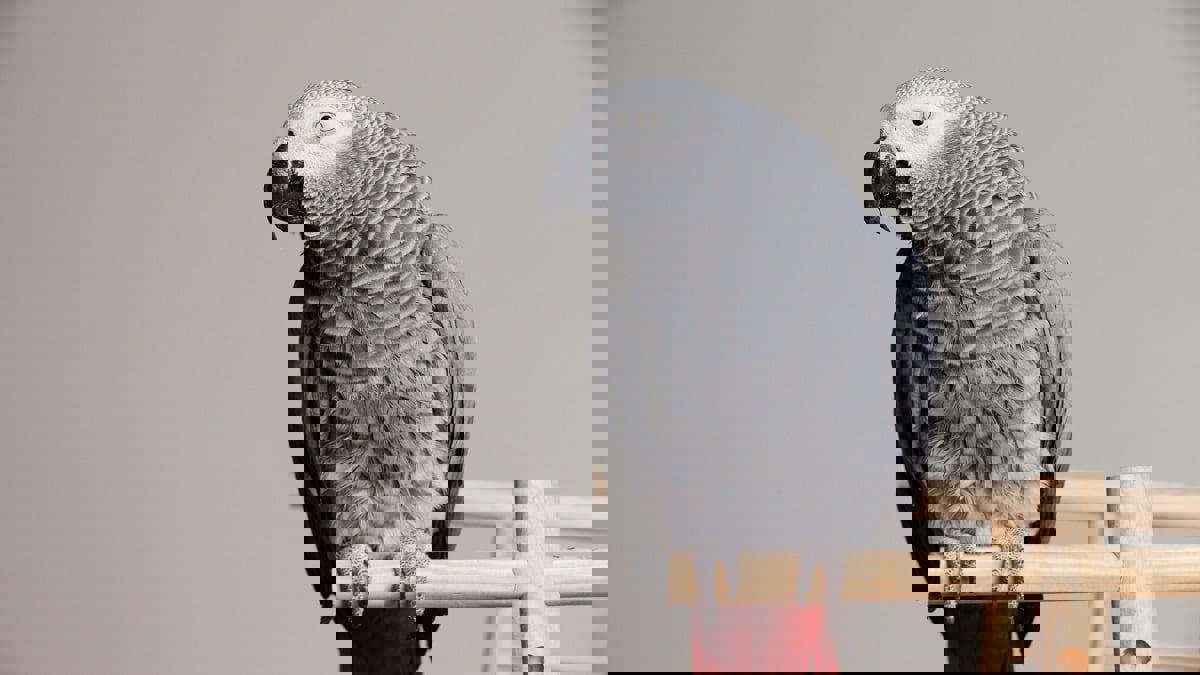 أدهش الباحثين.. ببغاء يتفوق على طلاب جامعة هارفارد في اختبارات الذاكرة (فيديو)