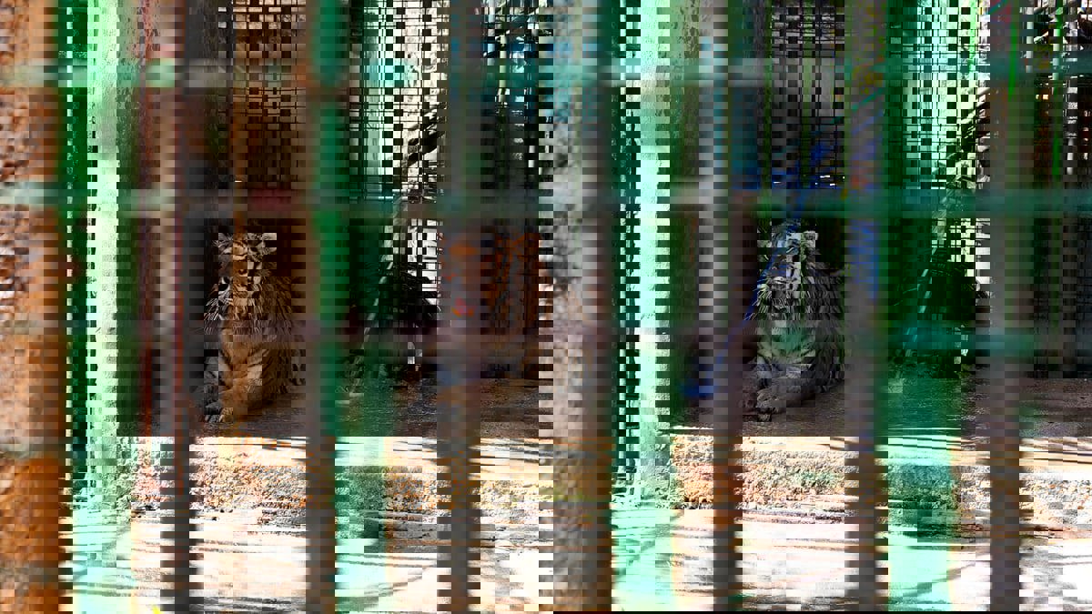 الحيوانات تتضور جوعًا في حدائق لبنان بسبب الانهيار الاقتصادي (صور)