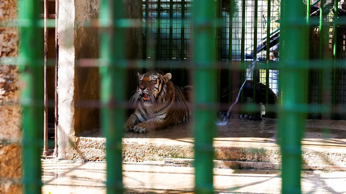 الحيوانات تتضور جوعًا في حدائق لبنان بسبب الانهيار الاقتصادي (صور)