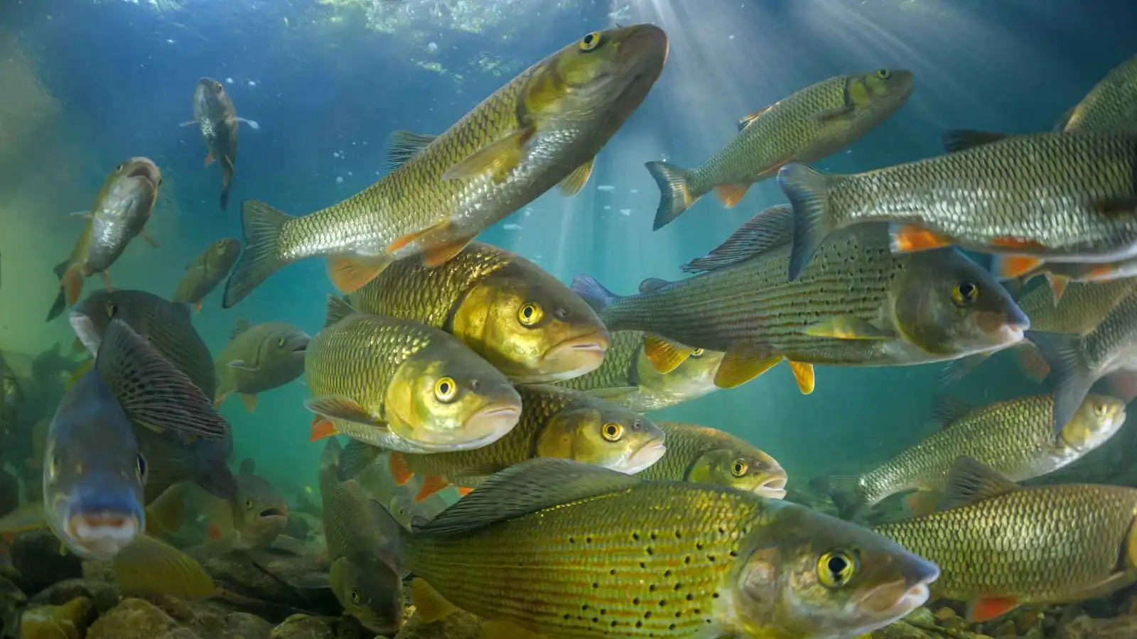 تحذير أممي: أسماك الأنهار المهاجرة على حافة الانهيار عالمياً