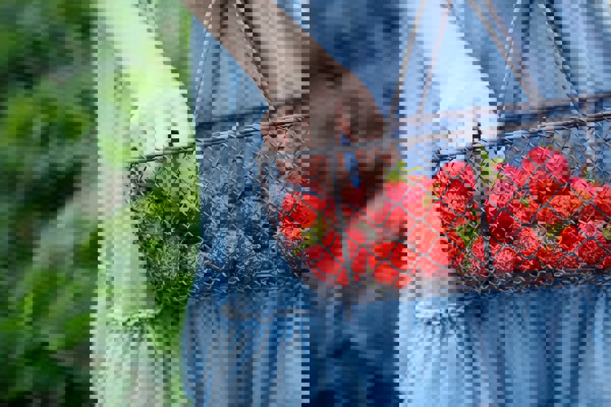 5 أنواع فواكه تخلص جسمك من السموم في الصيف 