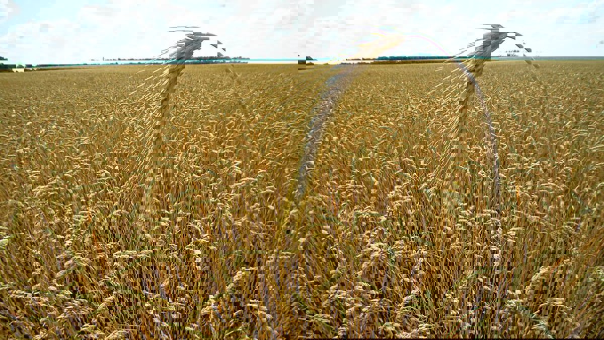 مصر تتفق على شراء نصف مليون طن من القمح الهندي