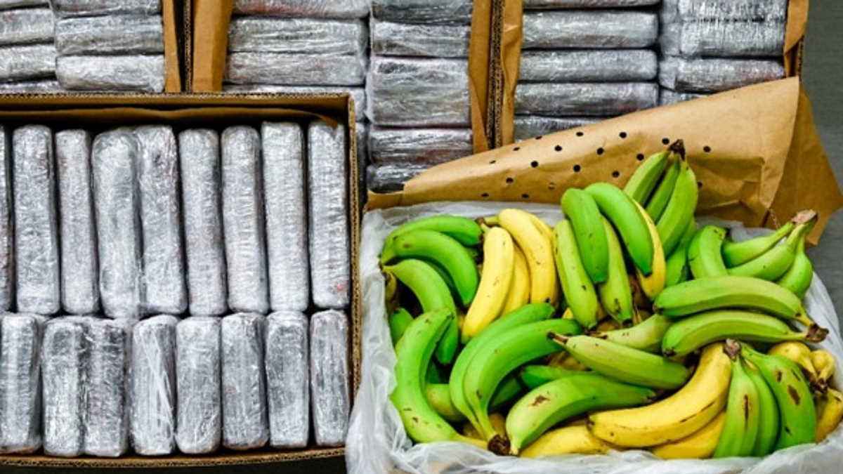 ضبط كميات كوكايين داخل شحنة موز في النرويج (فيديو)