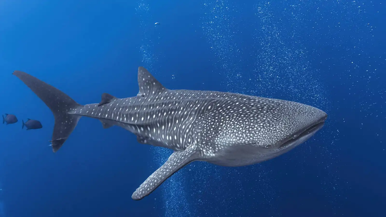 "قرش حوتي" يُفاجئ سبّاحة خلال جلسة تصوير تحت الماء (فيديو)