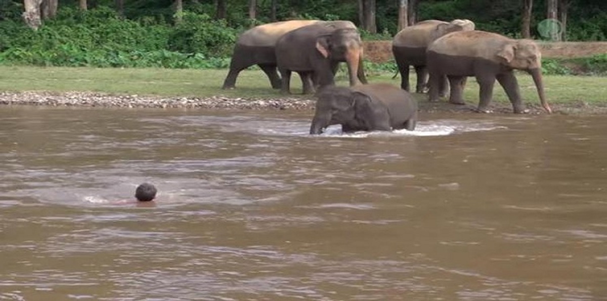 فيل صغير يُسرع لإنقاذ صديقه الإنسان عندما رآه يغرق (فيديو)