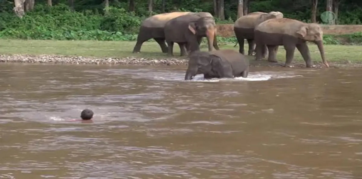 فيل صغير يُسرع لإنقاذ صديقه الإنسان عندما رآه يغرق (فيديو)