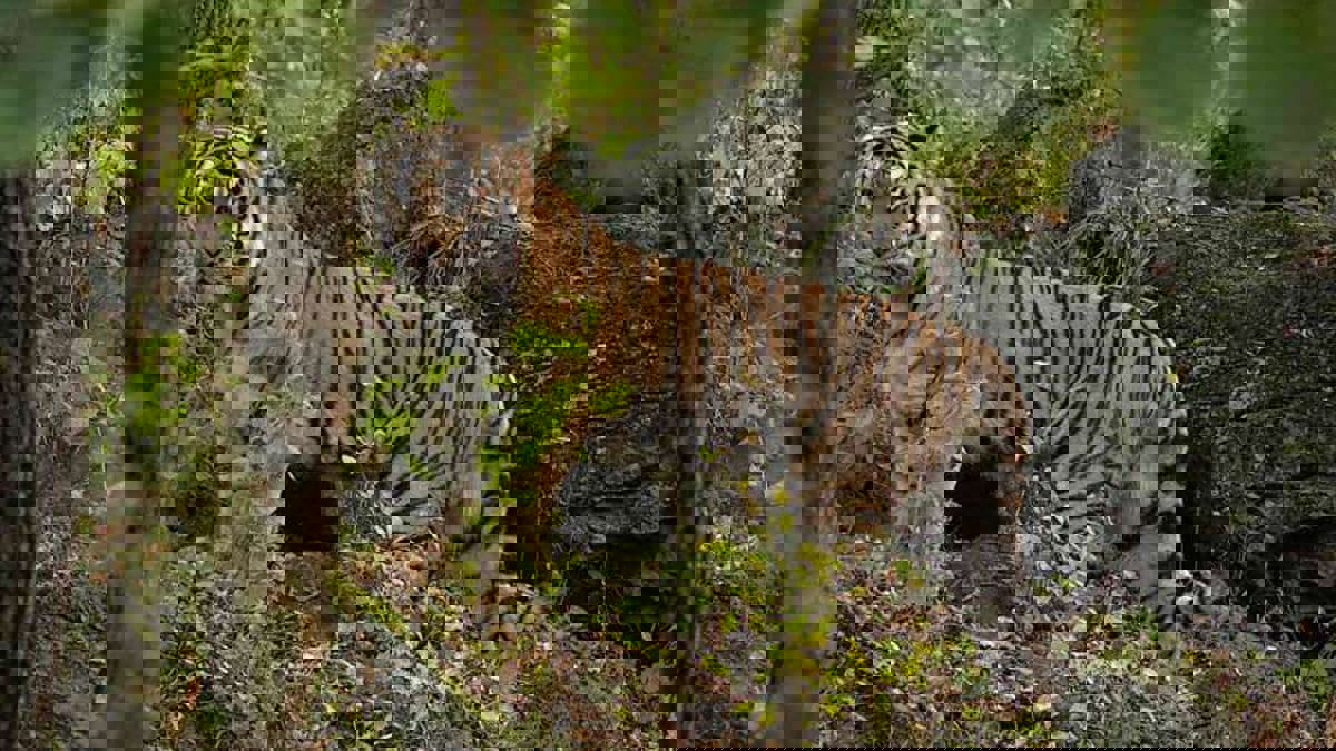 شاب روسي ينجو بمعجزة بعد بقائه 4 أيام في غابة للدببة والنمور