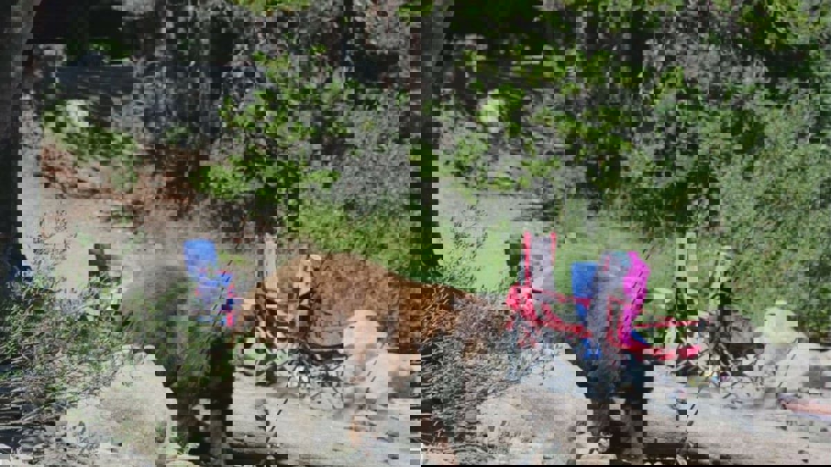 دب ضخم يفاجئ المصطافين ويمزق حقيبة مراسلة أمريكية