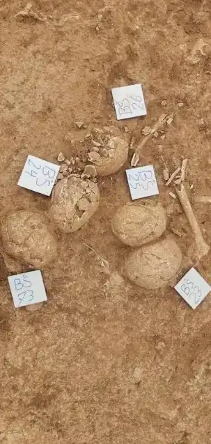 المقبرة المكتشفة