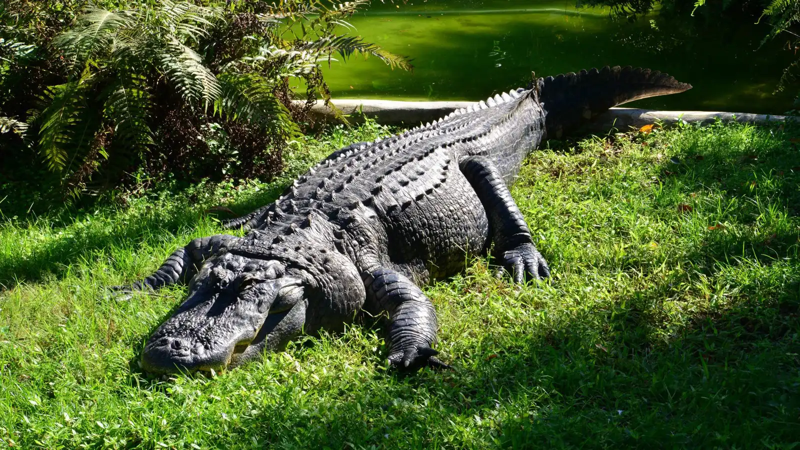 تمساح ضخم يثير الذعر في جورجيا.. والشرطة تتدخل (فيديو)