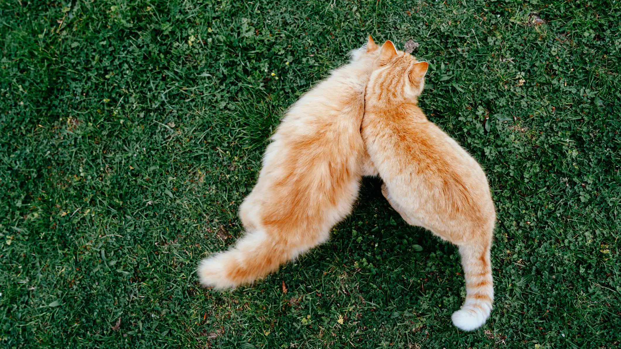 الكويت.. إنقاذ قطتين من الموت في مطعم بسبب خطأ "غريب" (فيديو)