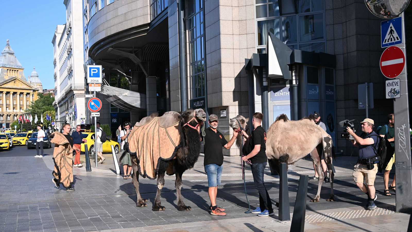 مسيرة للإبل في بودابست للتحذير من خطر الجفاف (صور وفيديو)